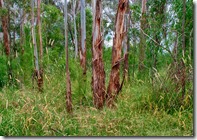 the subiurban Bush Track 2_HDR