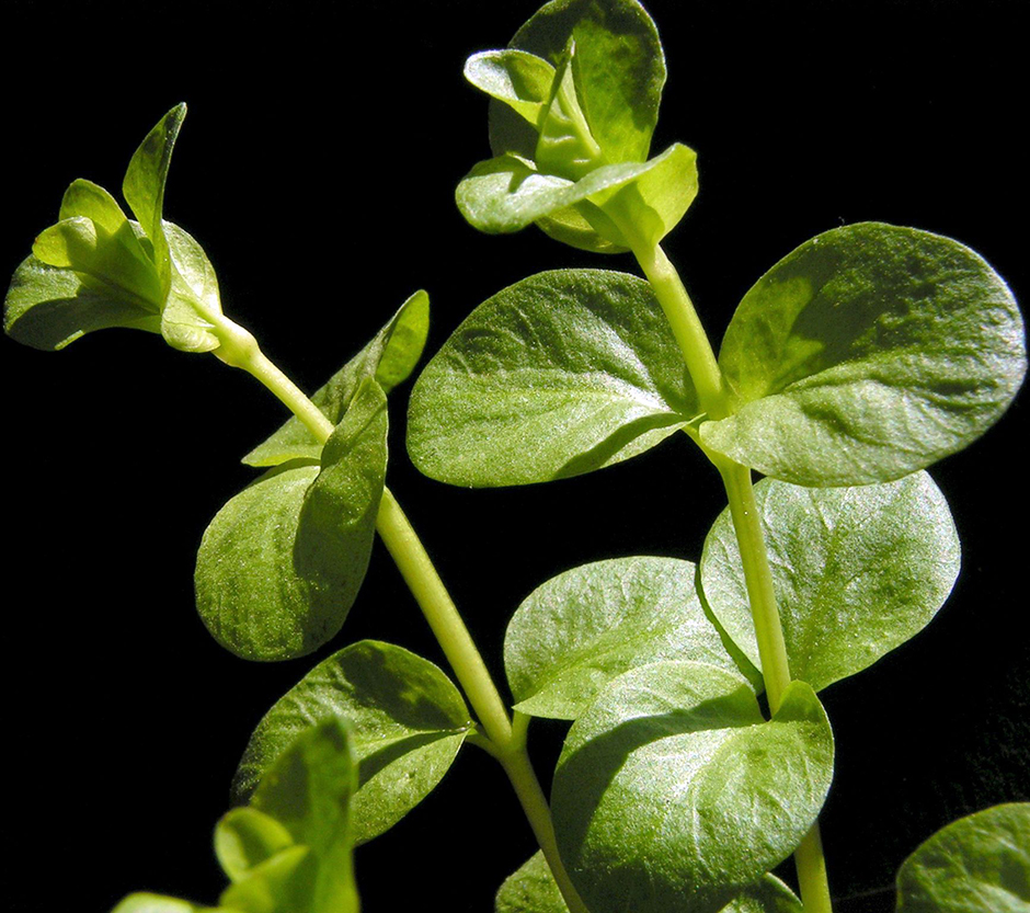 Вербейник луговой чай (Вербейник монетчатый) (Lysimachia nummularia)