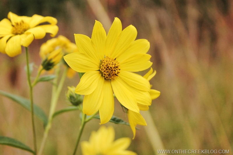 yellow flowers