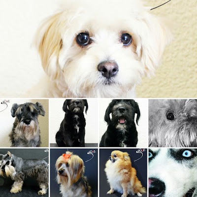 Photos of CONSULTORIO VETERINARIO SANTE