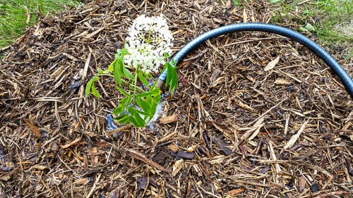 Ranch Elderberry