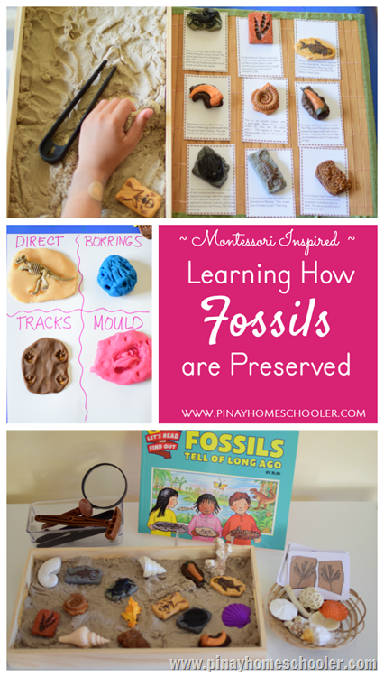 Investigating the Past Life with Safari Toob Fossils