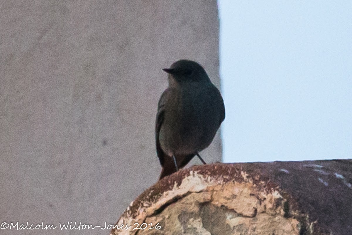 Black Redstart; Colirrojo Tizón