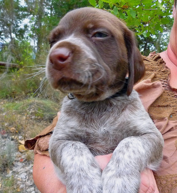 HARRY - chiot 2 mois - x braque/pointer - Refuge de Digne (04) HARRY%252019%2520SEPT%25203