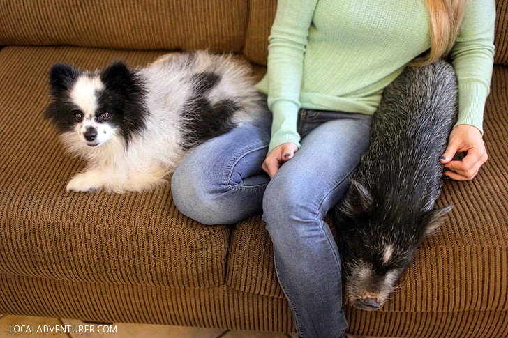 Teacup Pigs // National Pet Adoption Month!