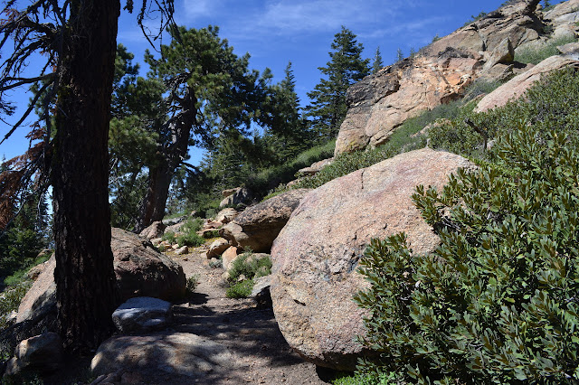 trees on the left, rocks on the right