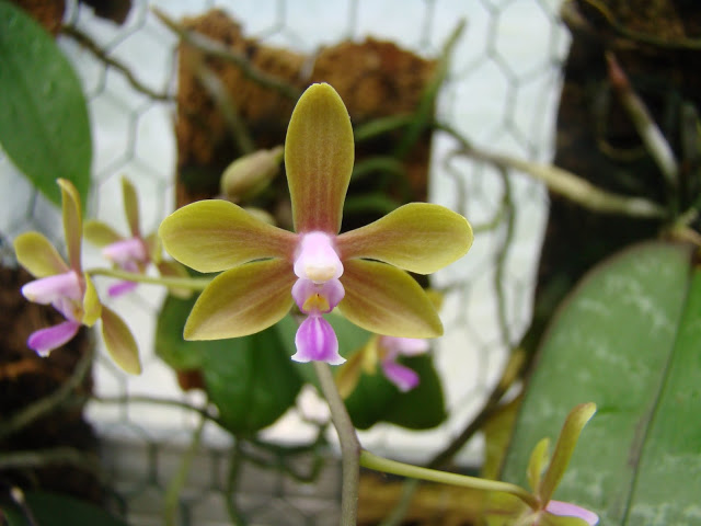 Phalaenopsis Zen Stobartiana