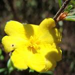 Hibbertia flower (217937)