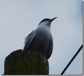 9a tern head at slapton