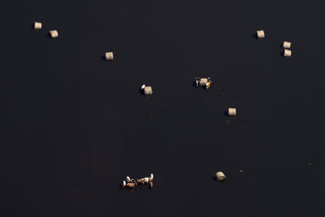Aerial view of longhorn cattle standing near bushels of hay lying in Hurricane Harvey floodwaters near Crosby, Texas. Photo: Adrees Latif / REUTERS