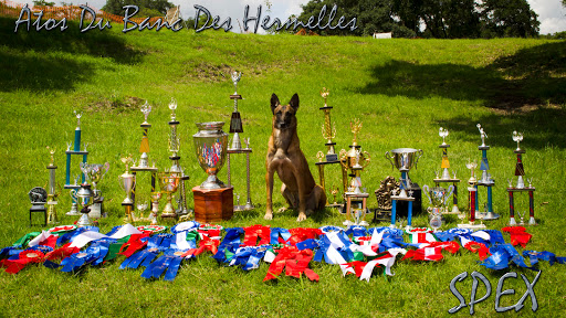 SPEX Adiestramiento Canino, Carretera Valsequillo s/n, Ejido Agua Santa, 72595 Puebla, Pue., México, Entrenador de mascotas | PUE