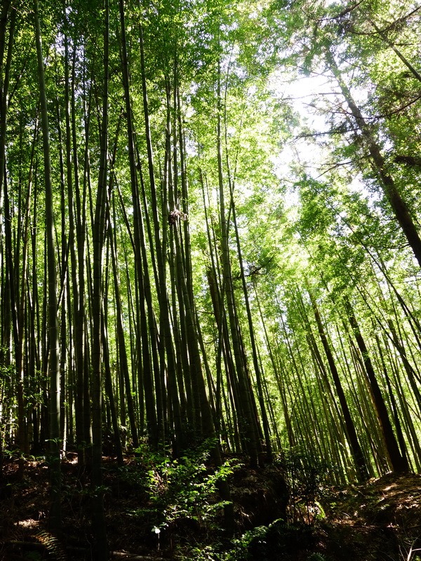 2014_0118 鳶嘴山西北稜→大崠山來回_025