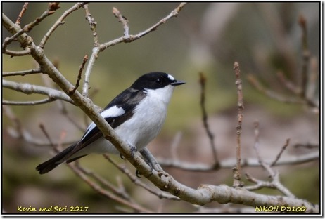 Gilfach Farm - April