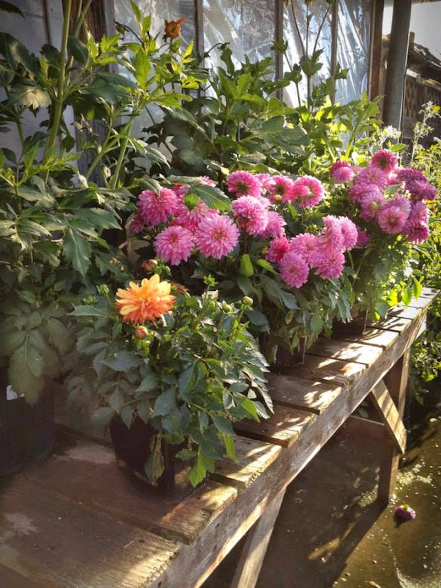 Sunny Farms Country Store
