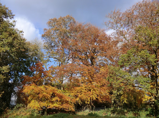 CIMG9503 Autumn colours on the Sussex Border Path