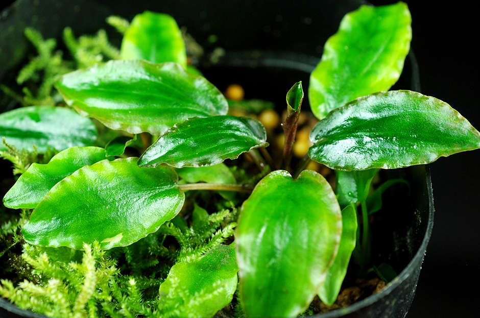 Криптокорина Нура (Cryptocoryne nurii)