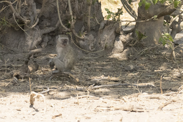 Botswana et Zimbabwe en octobre BotsZim_Oct2015_054