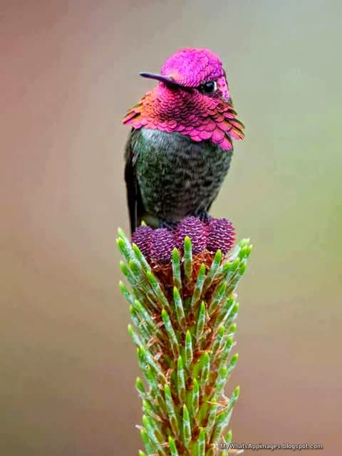 Sweet Birds Images For Share