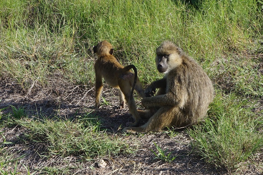 Кения+Танзания на Новый Год 2012