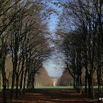 Forêt domaniale des Camaldules : allée royale