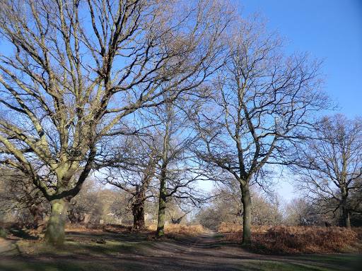 CIMG2248 Richmond Park in winter