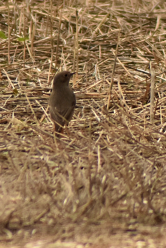 Black Redstart