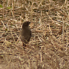 Black Redstart