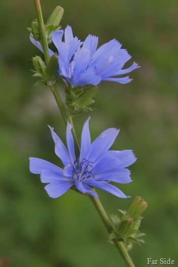 Chicory