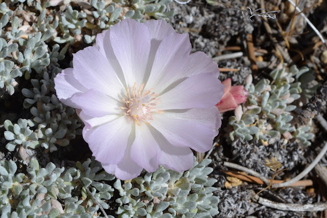 many petals