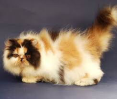 kucing persia show quality