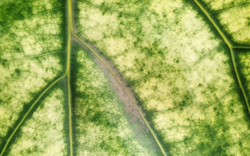 Leaf (1920 x 1200).png