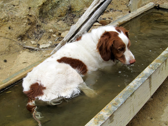 Torrey at the spring near the Ice Box