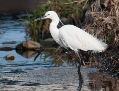 Little Egret,コサギ,小鷺