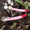 Dog stinkhorn