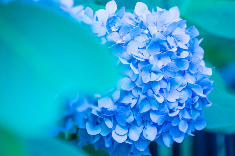 Hydrangea flowers at Hakusan Shrine