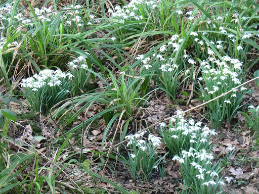 CIMG6003 Snowdrops near Cowden station