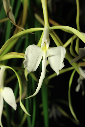 Epidendrum parkinsonianum IMG_5879