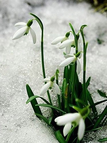 Доклад по теме Род Galanthus L. - Подснежник