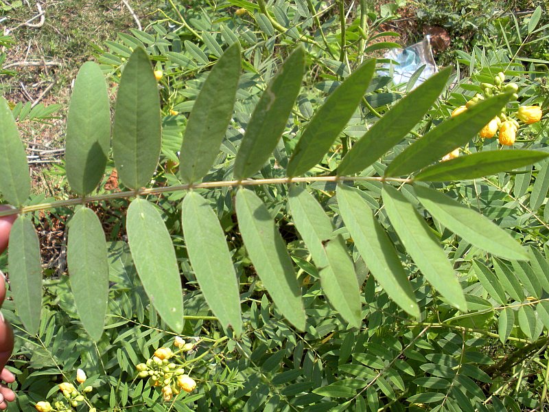 Bangla Meaning of Stem