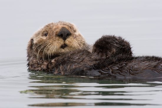 파일:attachment/Sea-otter-morro-bay_13.jpg