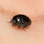 Cylindrical leaf beetle