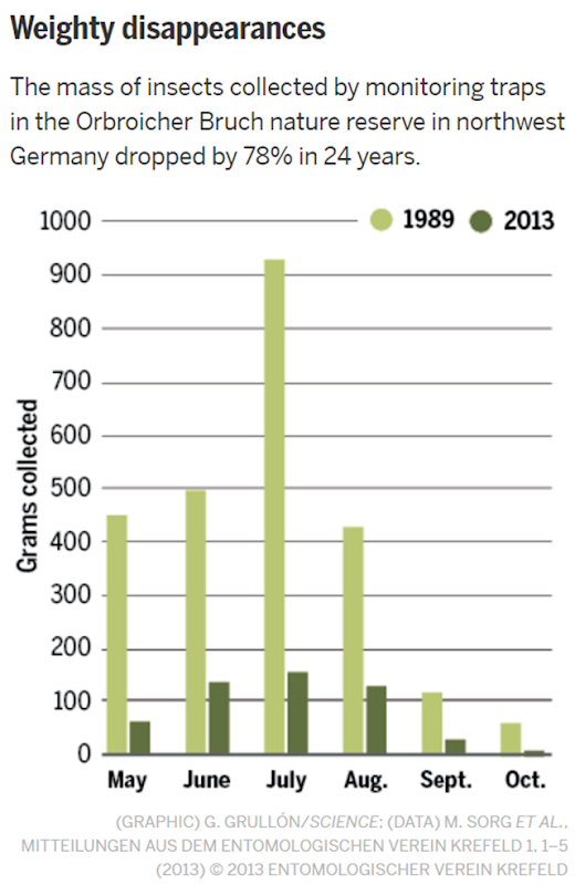 The mass of insects collected by monitoring traps in the Orbroicher Bruch nature reserve in northwest Germany dropped by 78% in 24 years, from 1989 to 2013. Graphic: G. GRULLÓN / SCIENCE