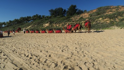 Camels awaiting us