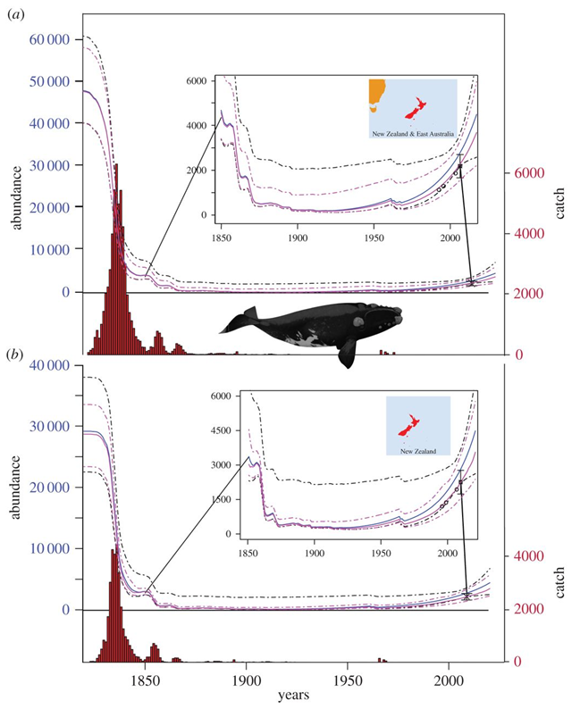 Population trajectories and catches of New Zealand southern right whales from 1829 to 2020. Panels show the population trajectories when (a) 'high case' catches from the southwest Pacific are allocated, and (b) New Zealand catches only, using the low-case catch allocation. Median estimates are solid lines while dashed lines denote 95 percent probability intervals. Blue lines show the population trajectory when female recaptures are fitted. Pink lines show the trajectory fitted to relative abundance indices described in Carroll, et al., 2013. Graphic: Jackson, et al., 2016 / Royal Society Open Science