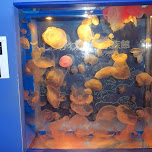 jellyfish tank at the Shinagawa Aquarium in Shinagawa, Japan 