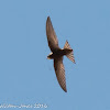 Pallid Swift; Vencejo Pálido