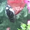 Downy woodpecker