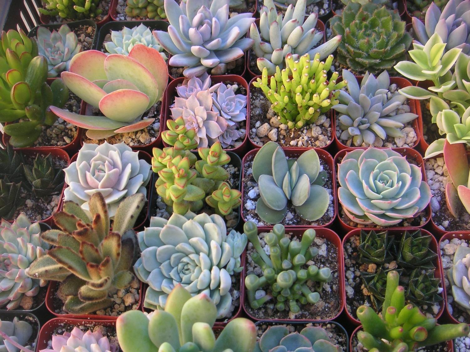 A Collection Of 75 Eco Friendly Succulent Plants, Great For Terrarium
