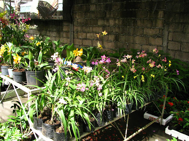 Посещение Manila seedling bank - Страница 2 IMG_0083%252520%2525283%252529