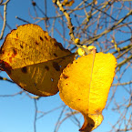 Yellow... and blue. DSC_5363.jpg